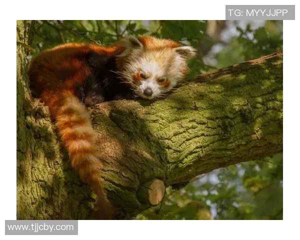 霍姆格伦盛赞Red Panda天赋超群